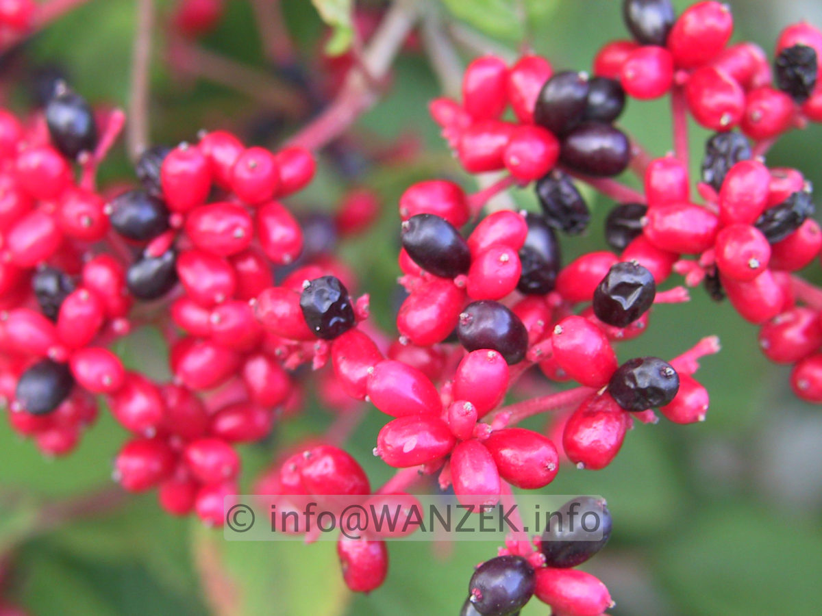 Viburnum plicatum 03.jpg